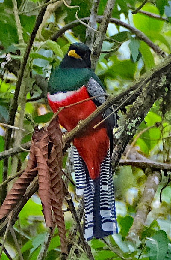 Collared Trogon - ML644148047