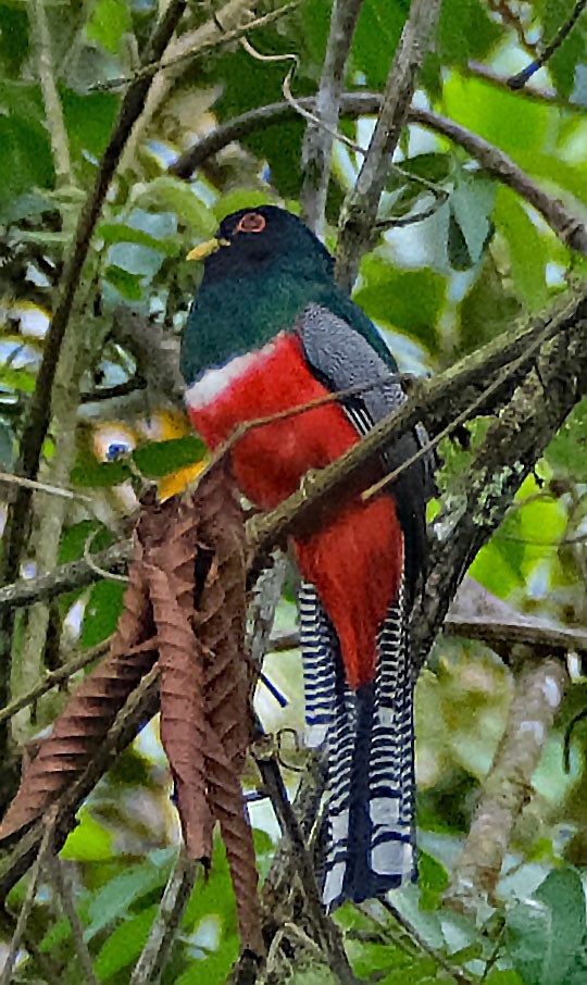 Collared Trogon - ML644148048