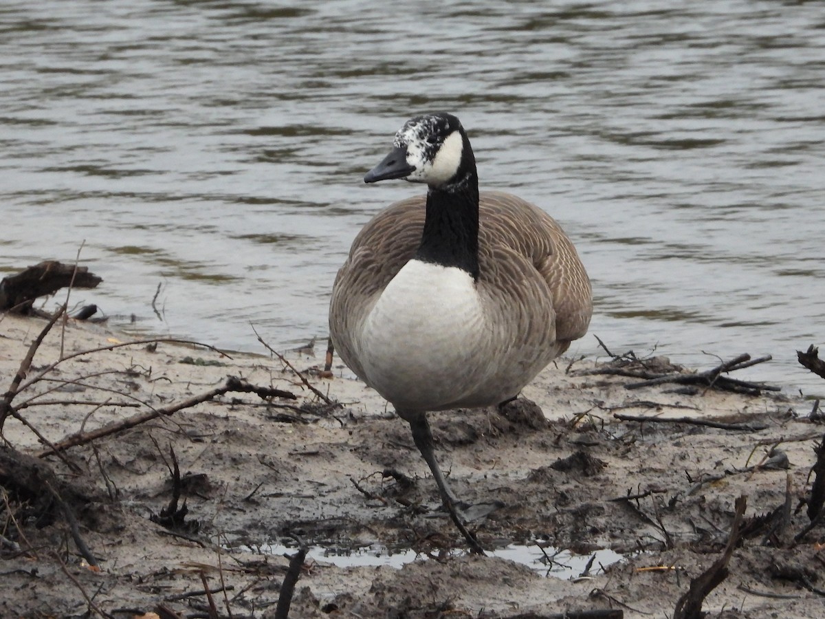 Canada Goose - ML644148059