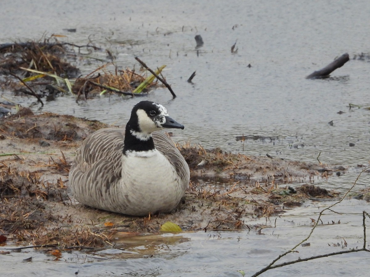 Canada Goose - ML644148060