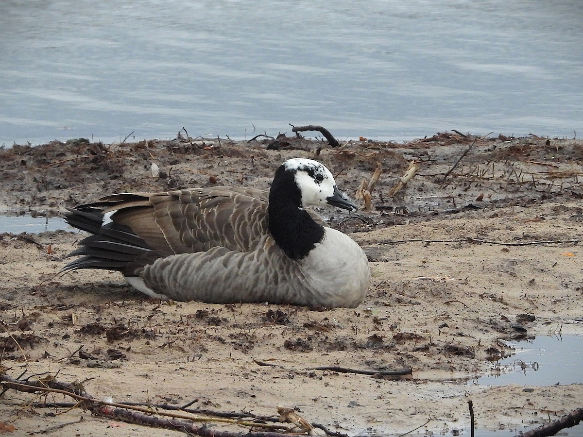 Canada Goose - ML644148061