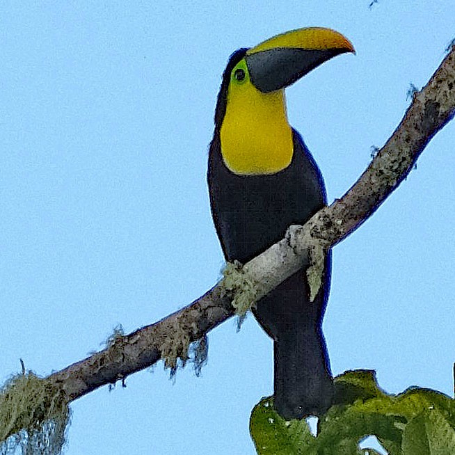 Toucan tocard (ambiguus/abbreviatus) - ML644148064