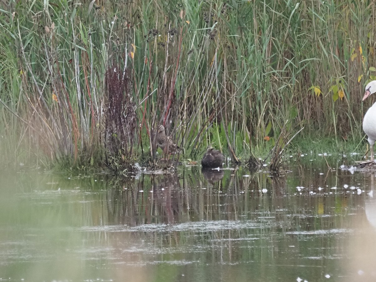 American Black Duck - ML644148066