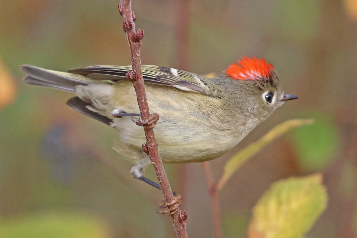 Ruby-crowned Kinglet - ML644148097