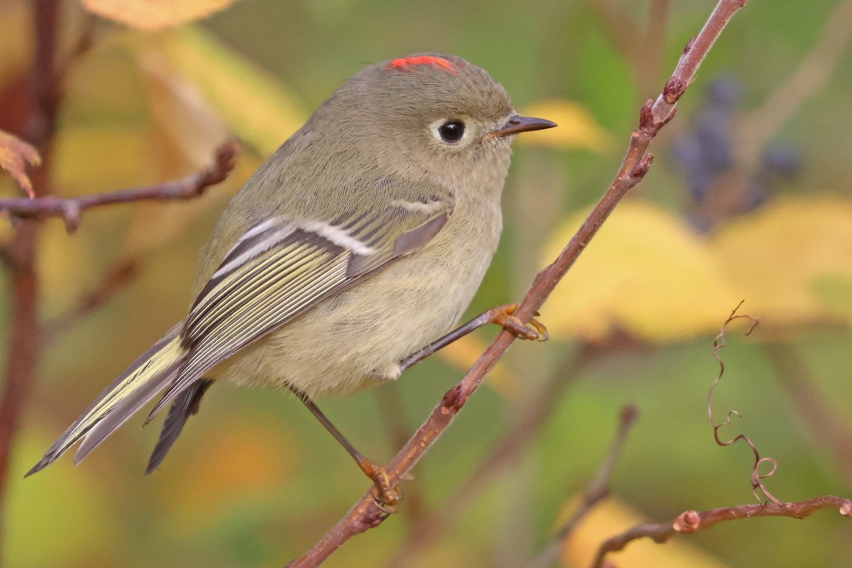 Ruby-crowned Kinglet - ML644148098