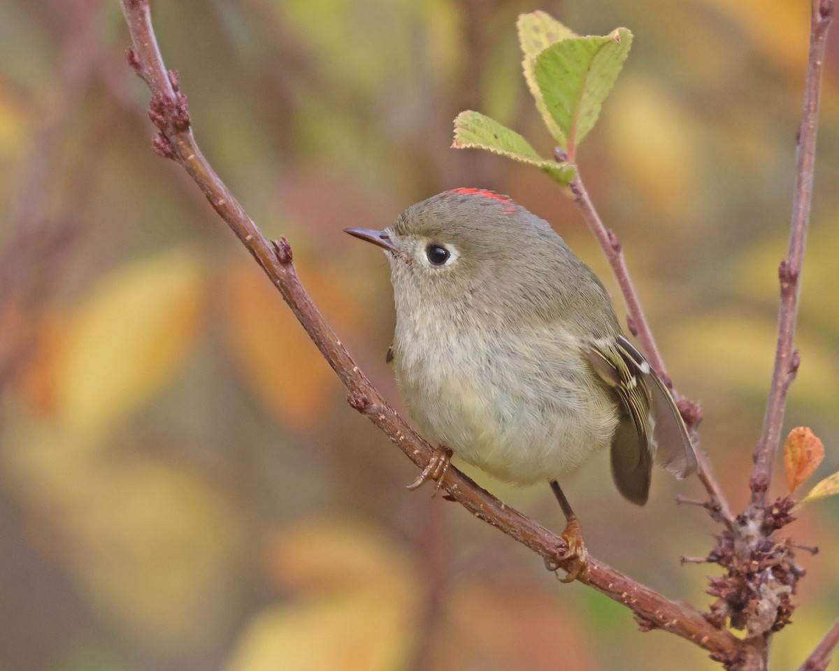 Ruby-crowned Kinglet - ML644148099