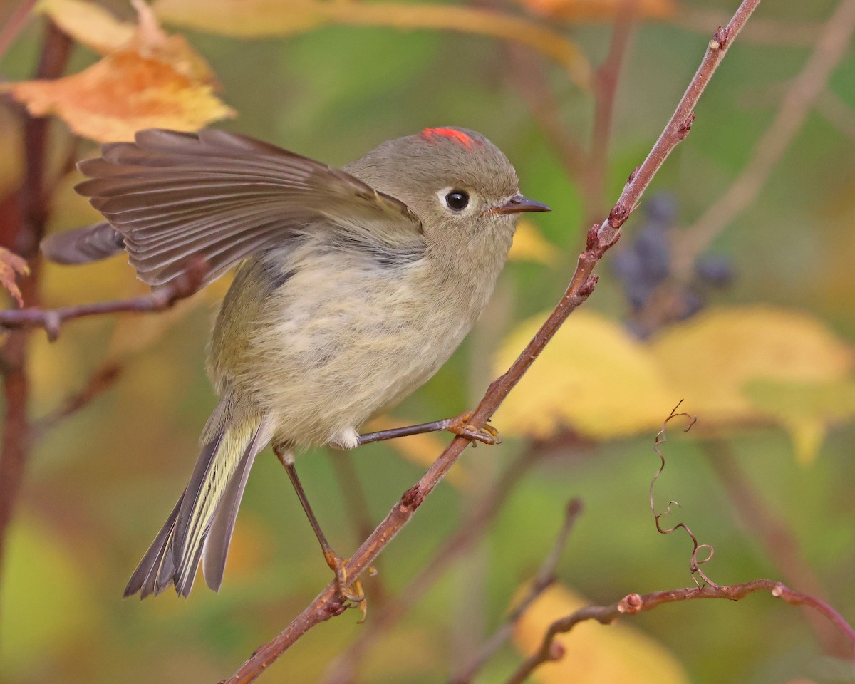 Ruby-crowned Kinglet - ML644148100