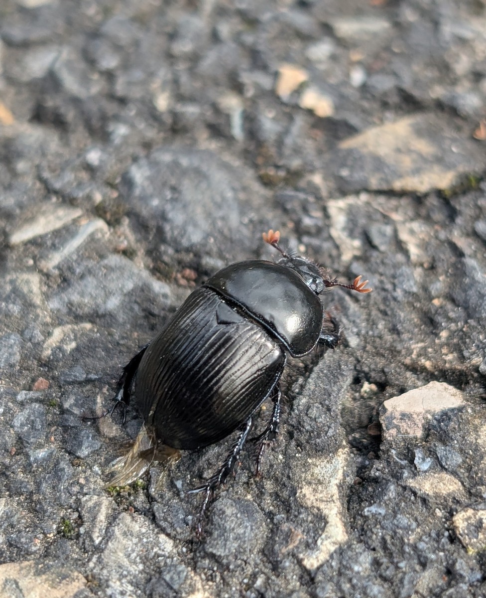 בעלי חיים - ML644148101