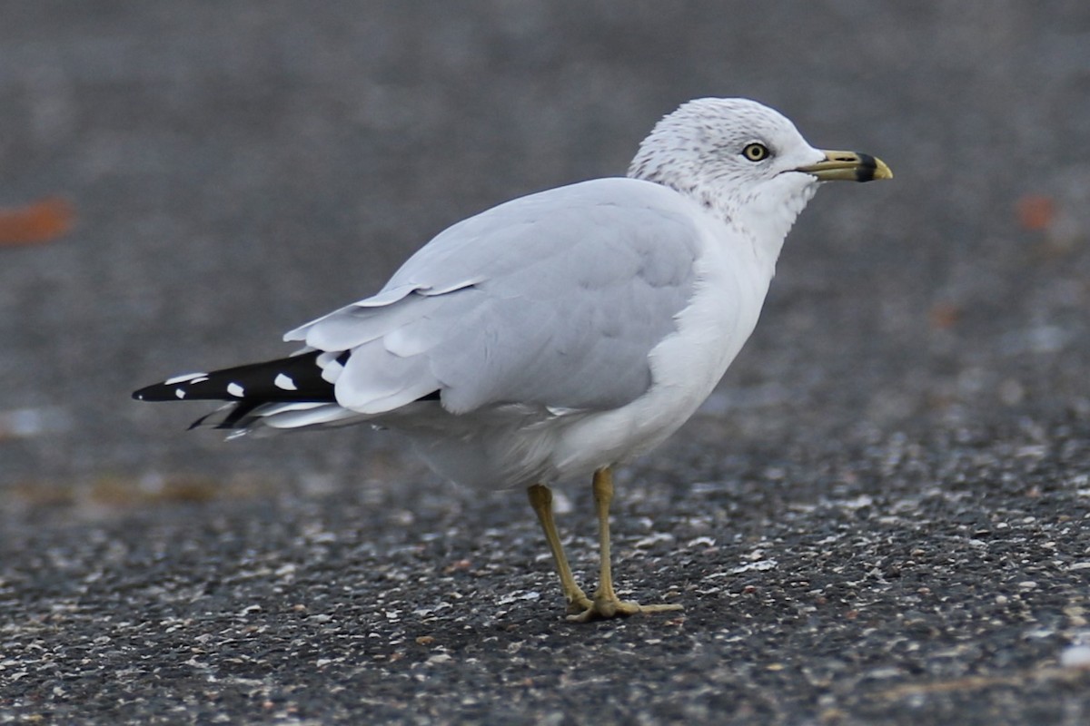 Ring-billed Gull - ML644148102
