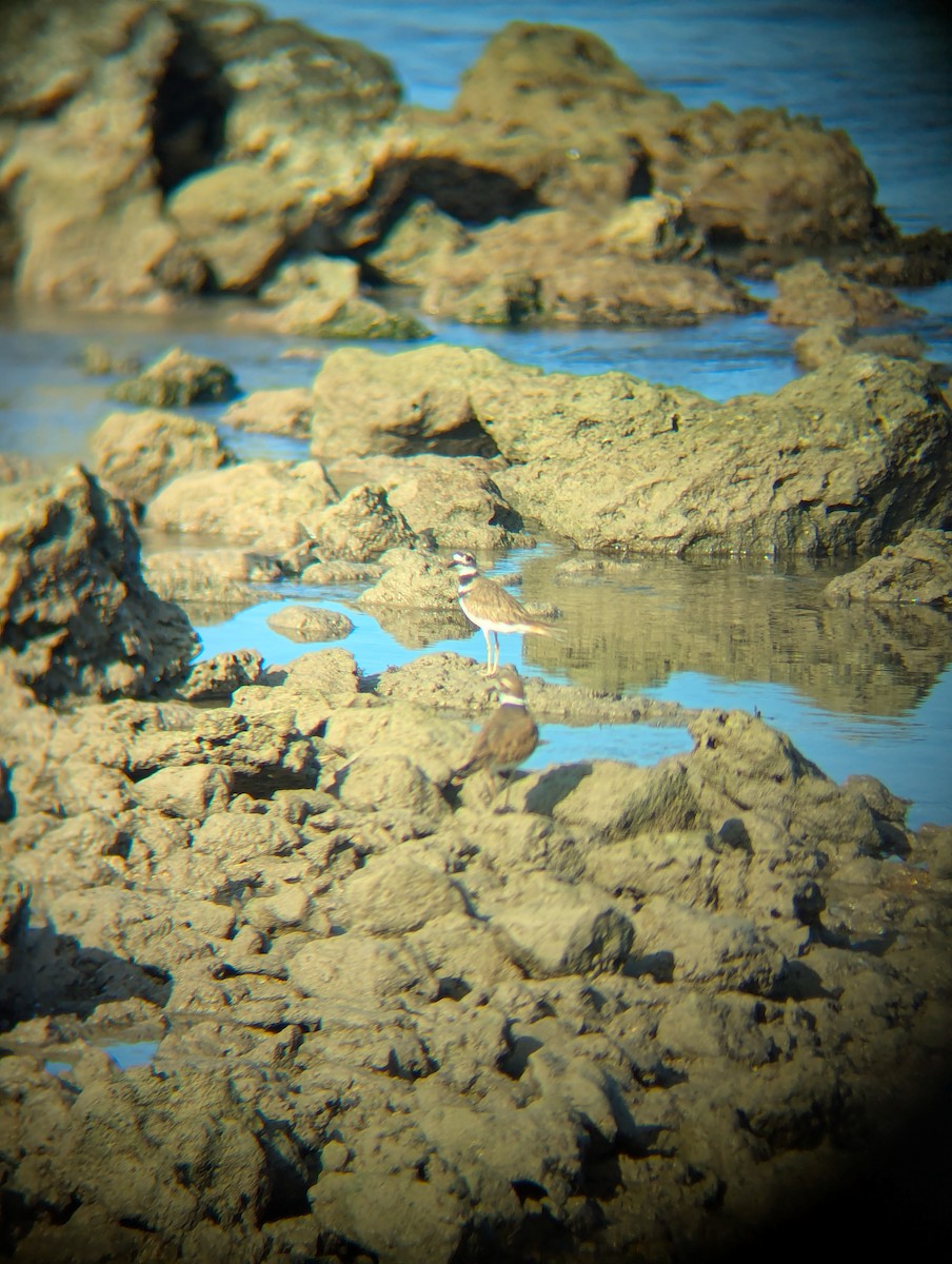 Killdeer - ML644148104