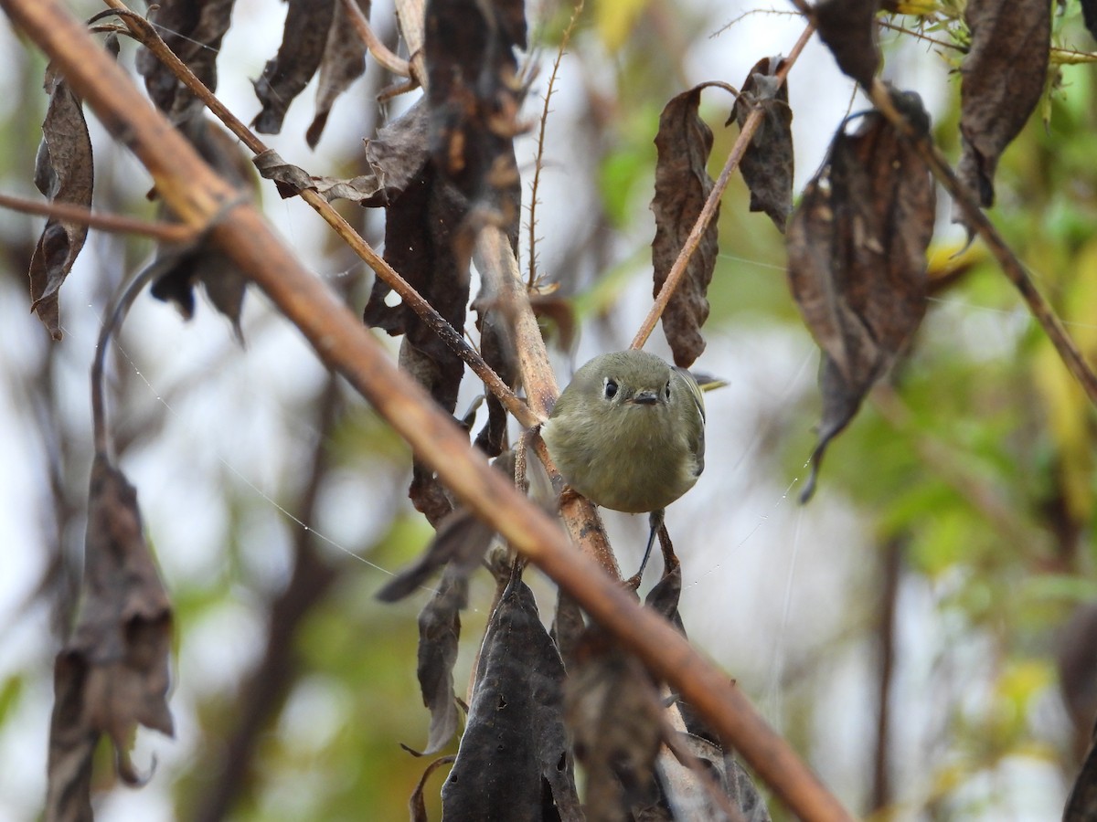Ruby-crowned Kinglet - ML644148109