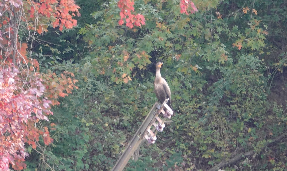 Cormoran à aigrettes - ML644148118