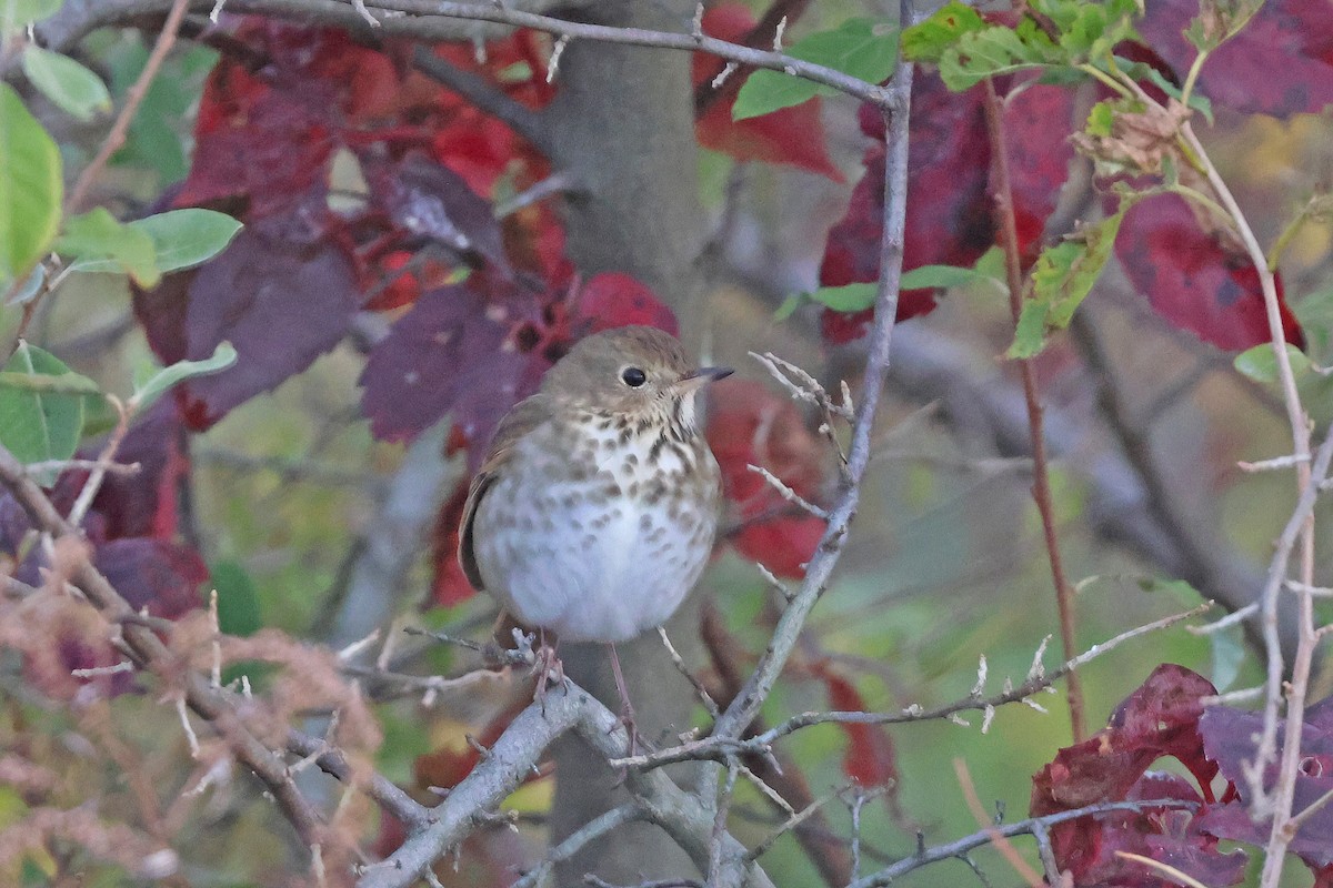 Hermit Thrush (faxoni/crymophilus) - ML644148119