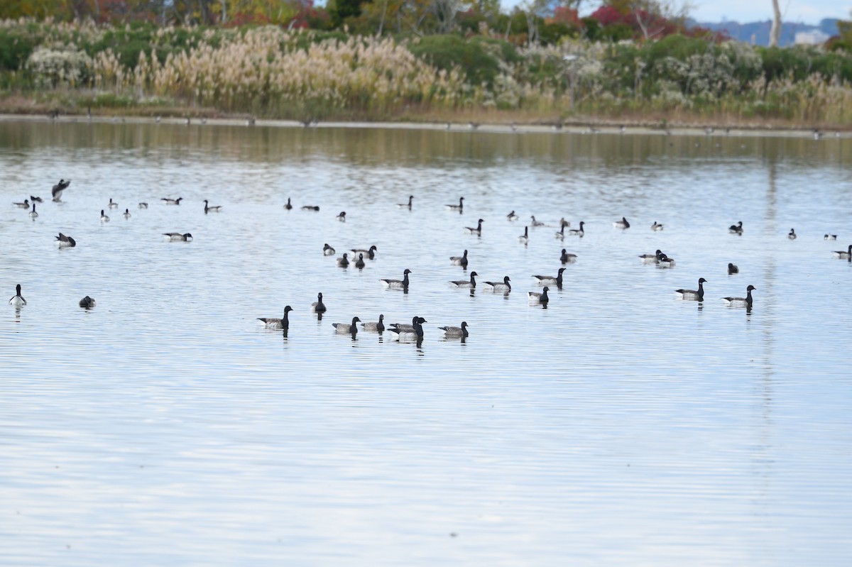Branta musubeltza - ML644148128