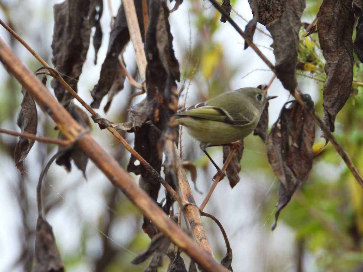 králíček americký - ML644148130