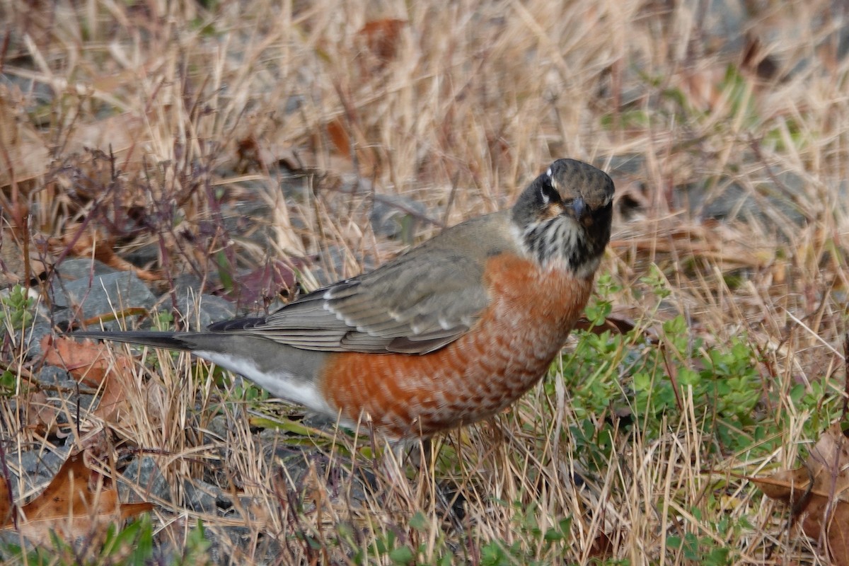 Merle d'Amérique - ML644148142