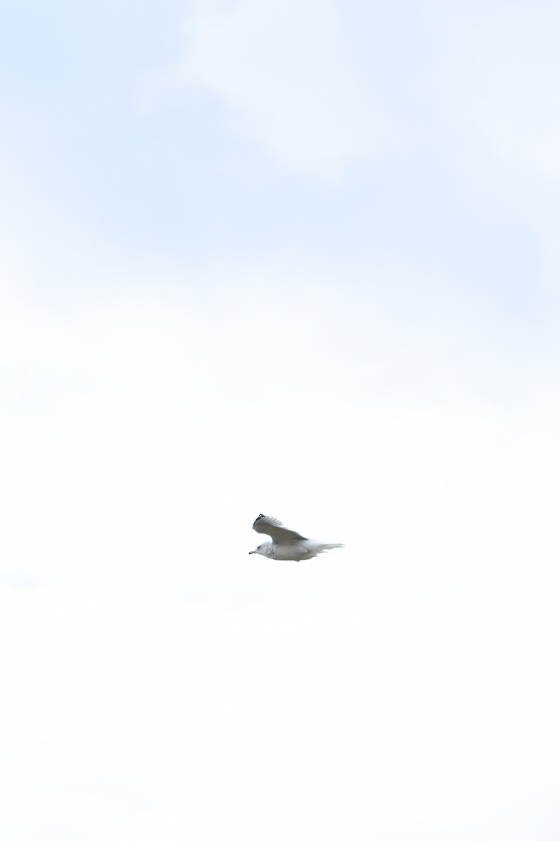 Ring-billed Gull - ML644148143