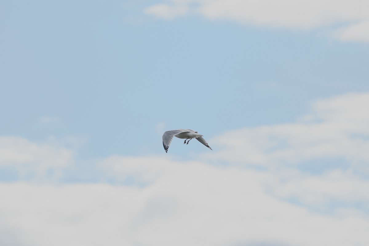Ring-billed Gull - ML644148144