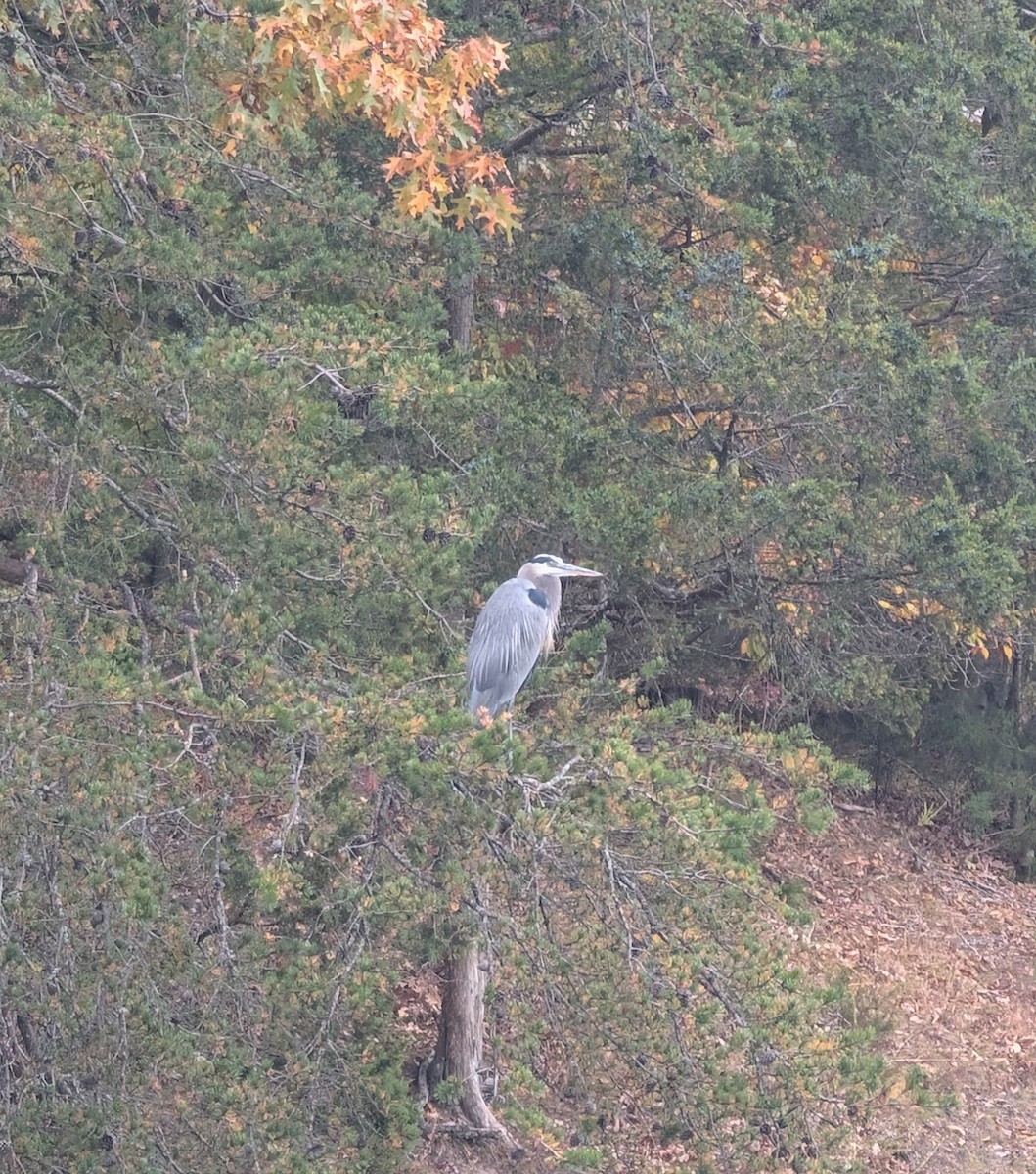 אנפה אמריקנית - ML644148146