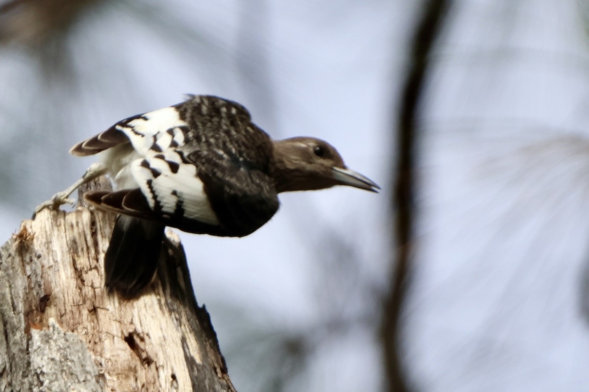 Red-headed Woodpecker - ML644148147