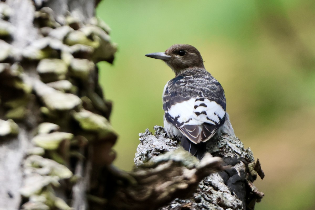 Red-headed Woodpecker - ML644148148