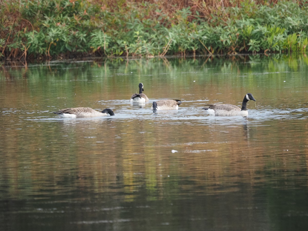 Canada Goose - ML644148150