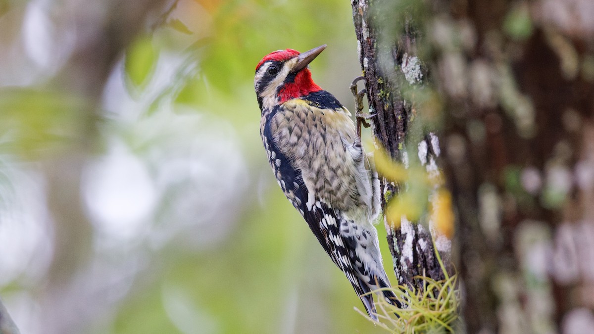 Yellow-bellied Sapsucker - ML644148151