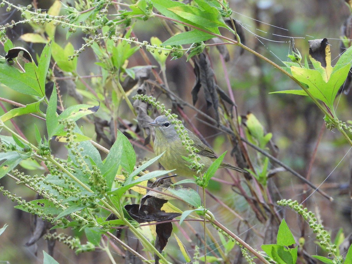 lesňáček hvězdičkový - ML644148152