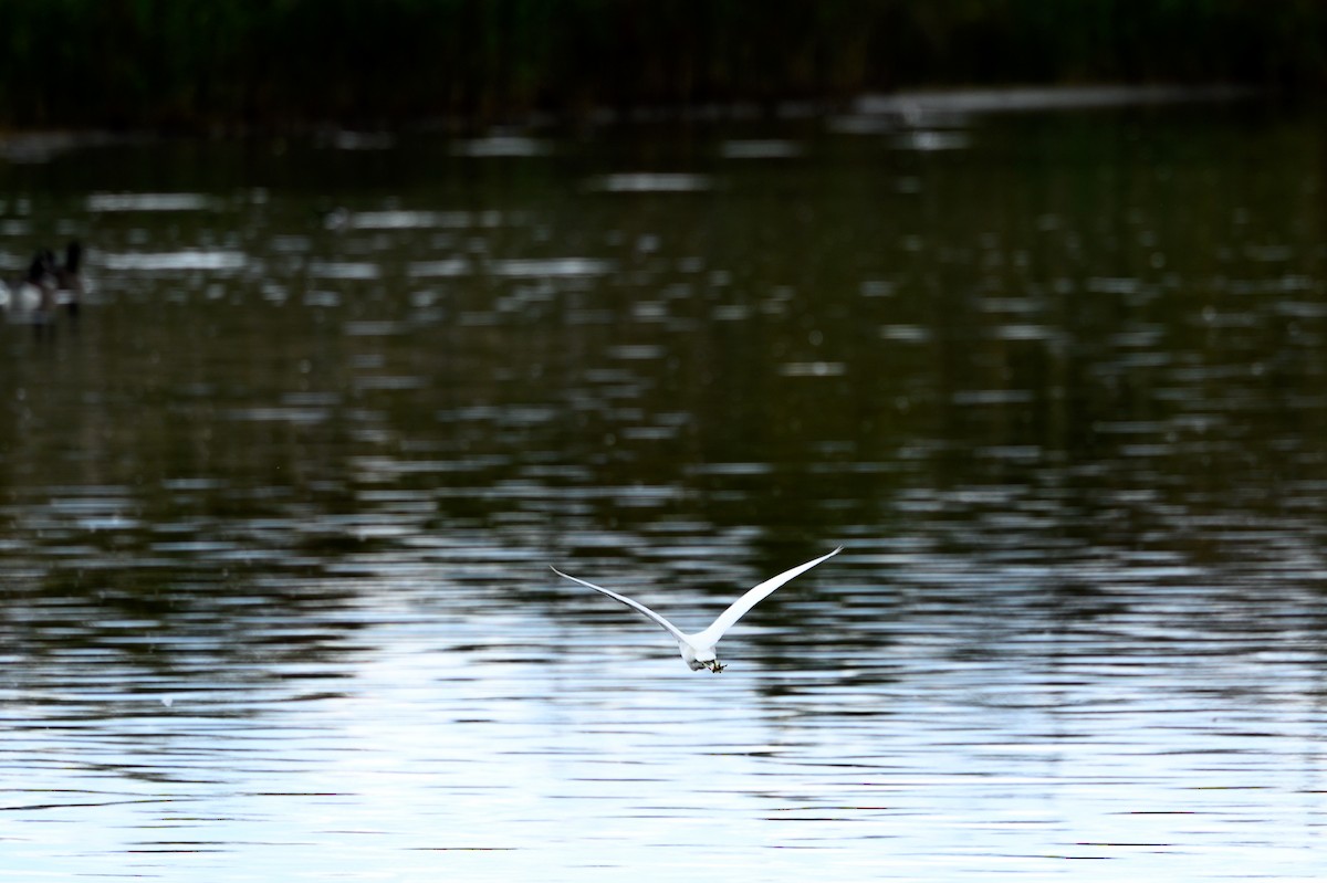 Snowy Egret - ML644148154