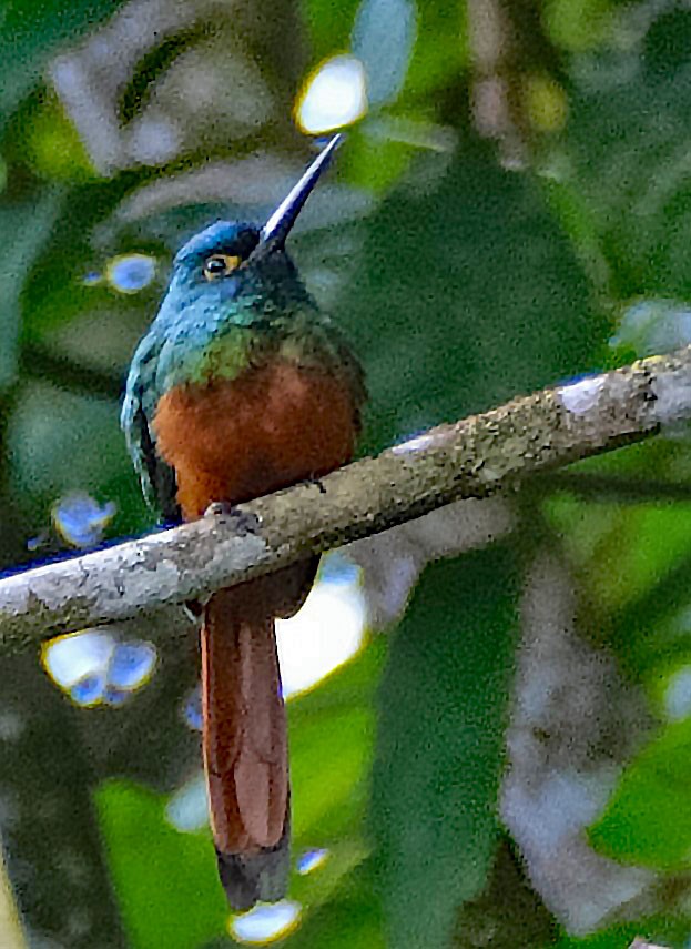 Coppery-chested Jacamar - ML644148155