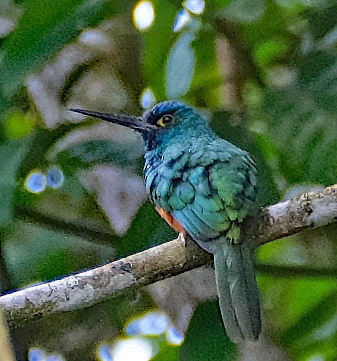 Coppery-chested Jacamar - ML644148156