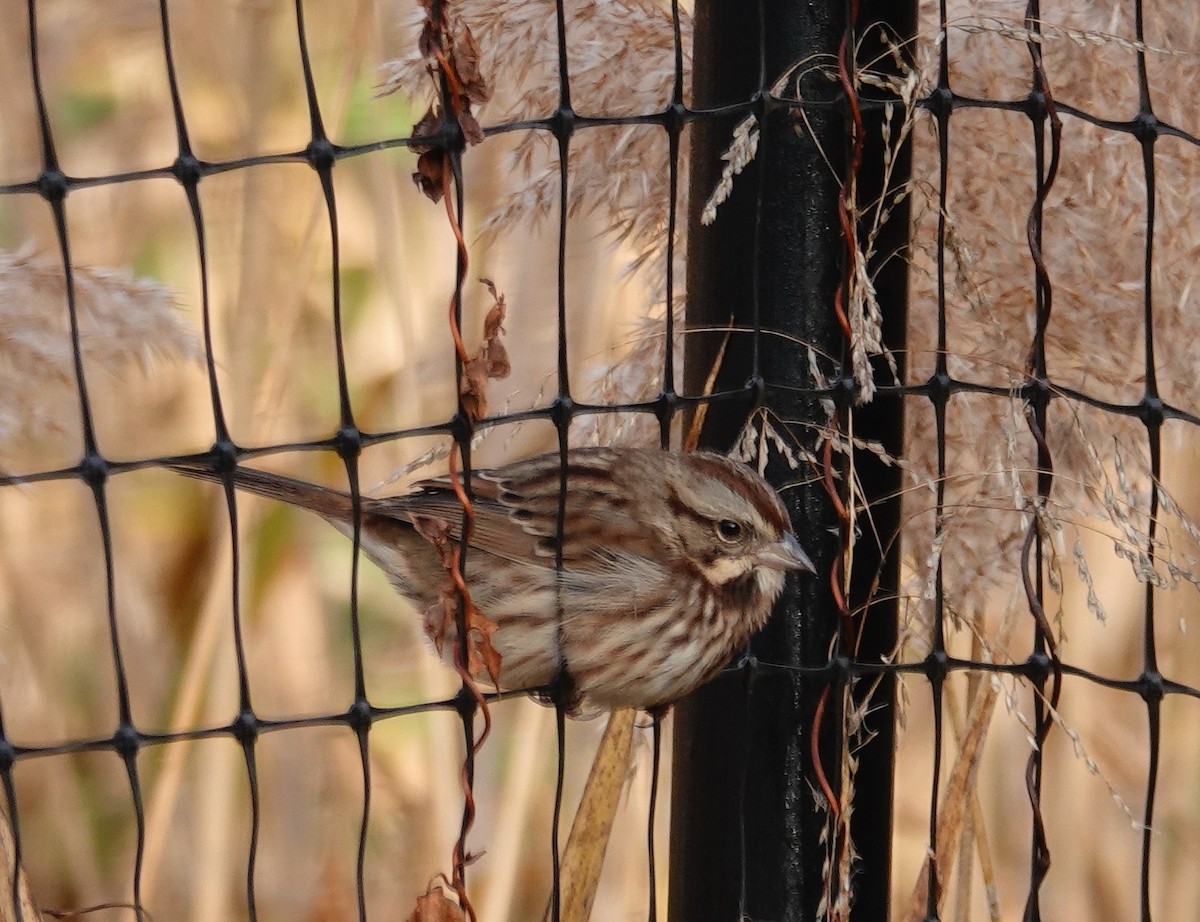Bruant chanteur - ML644148161