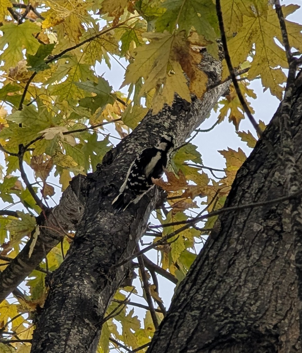 Downy Woodpecker - ML644148165
