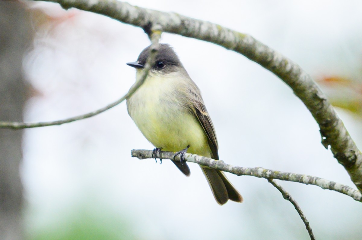 Eastern Phoebe - ML644148167