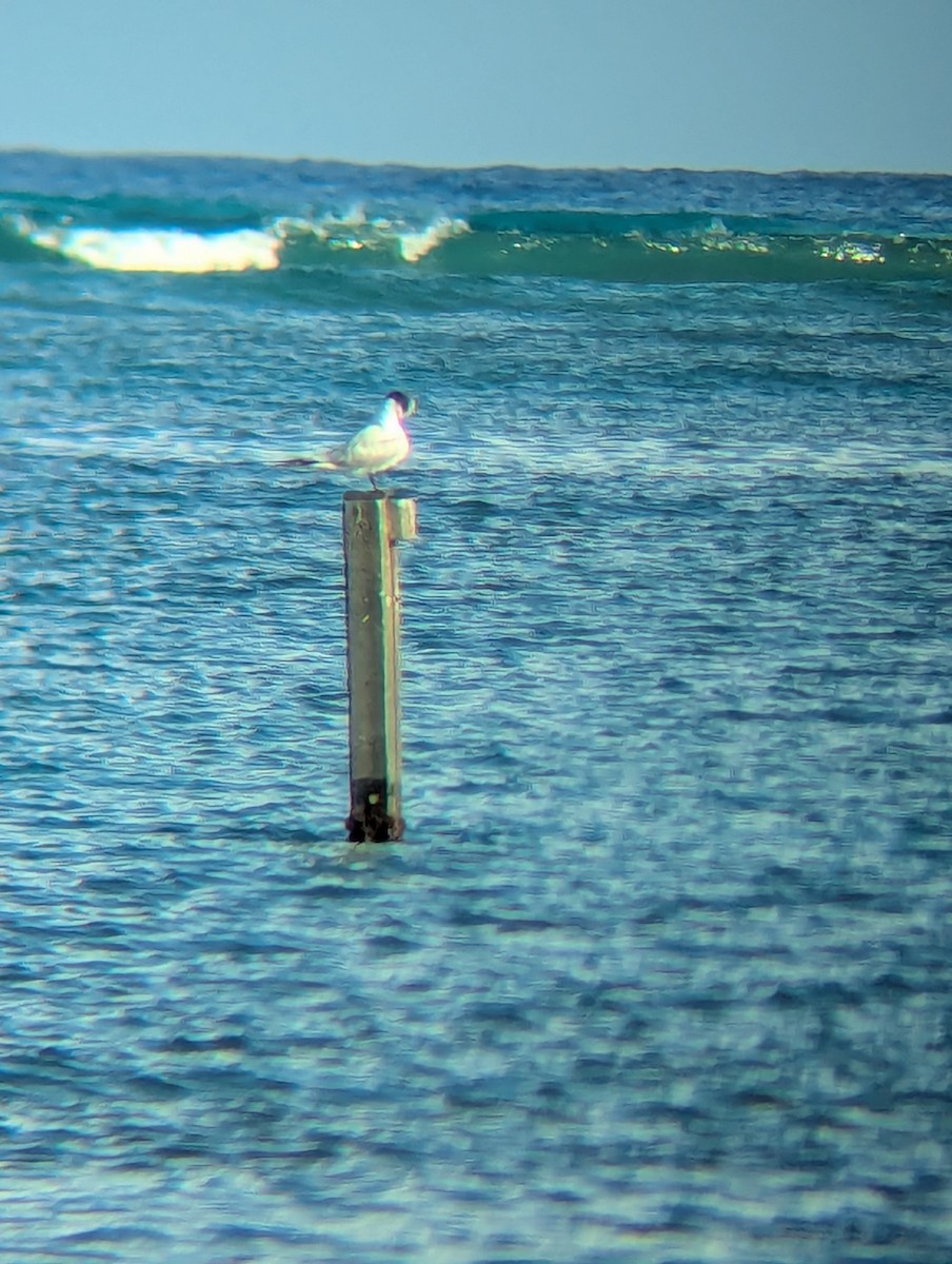 Royal Tern - ML644148168