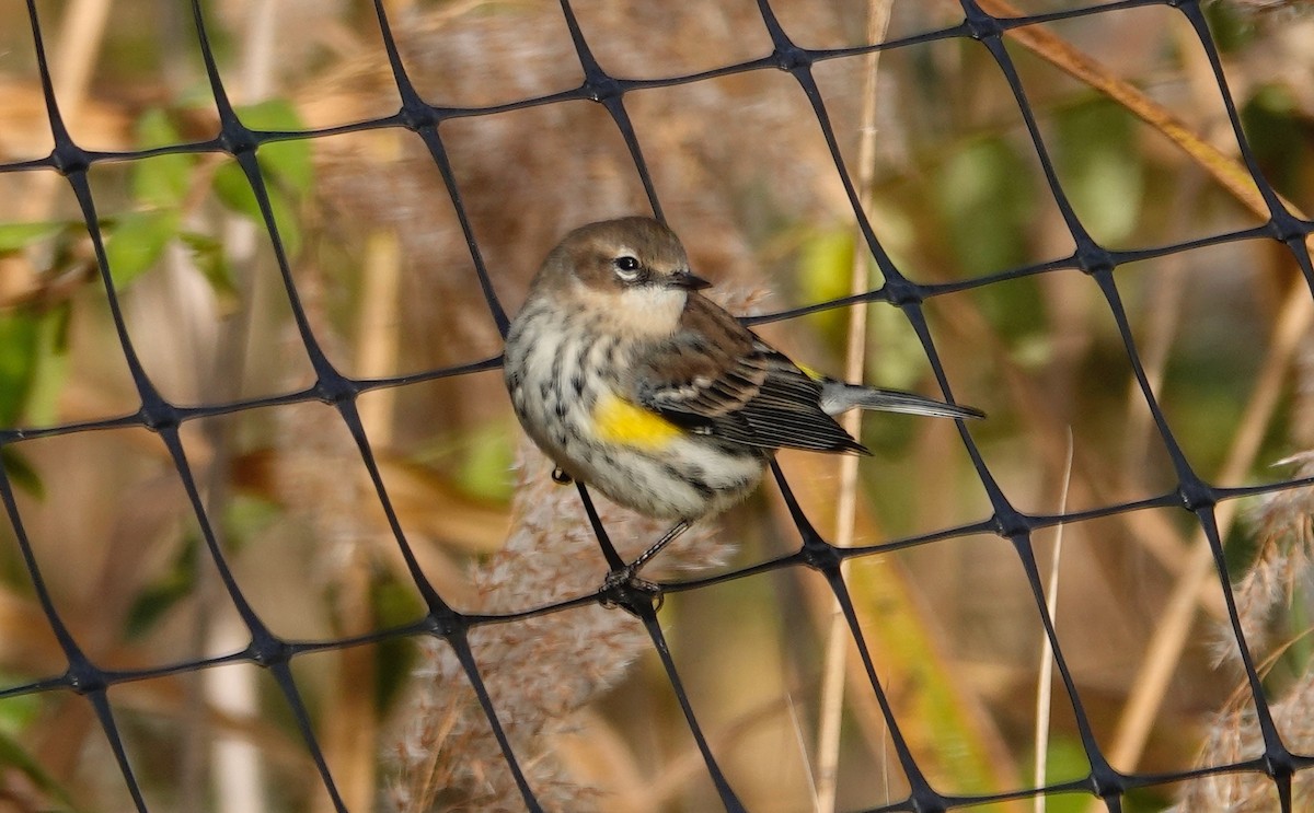 Paruline à croupion jaune - ML644148169