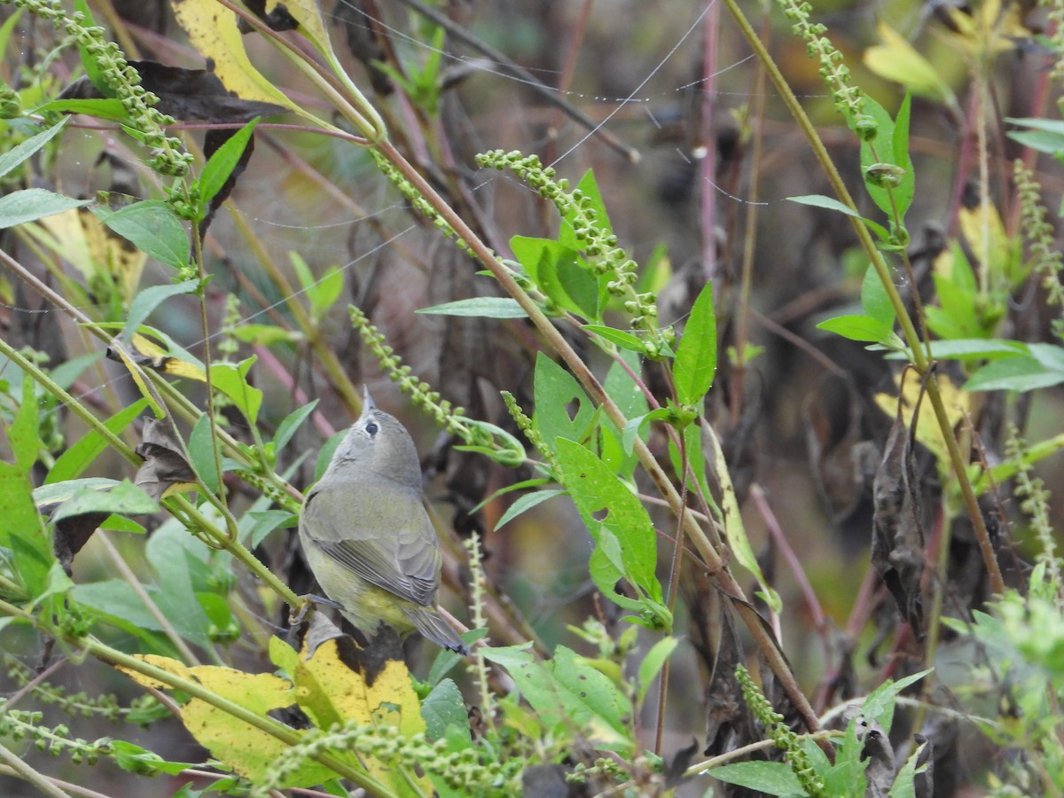 lesňáček hvězdičkový - ML644148170