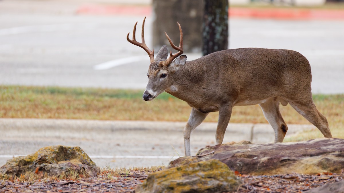 White-tailed Deer - ML644148171