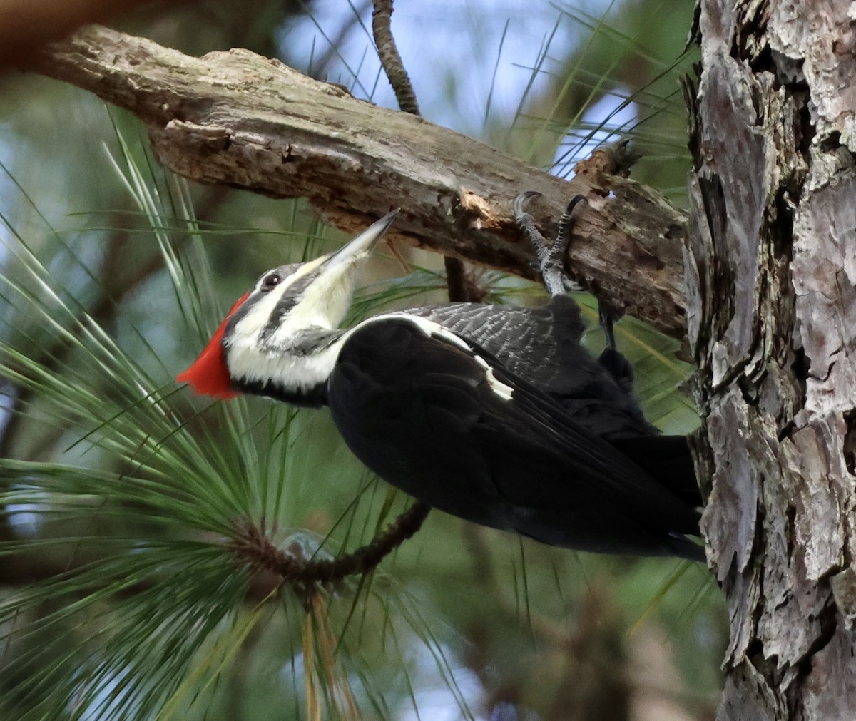 Pileated Woodpecker - ML644148172