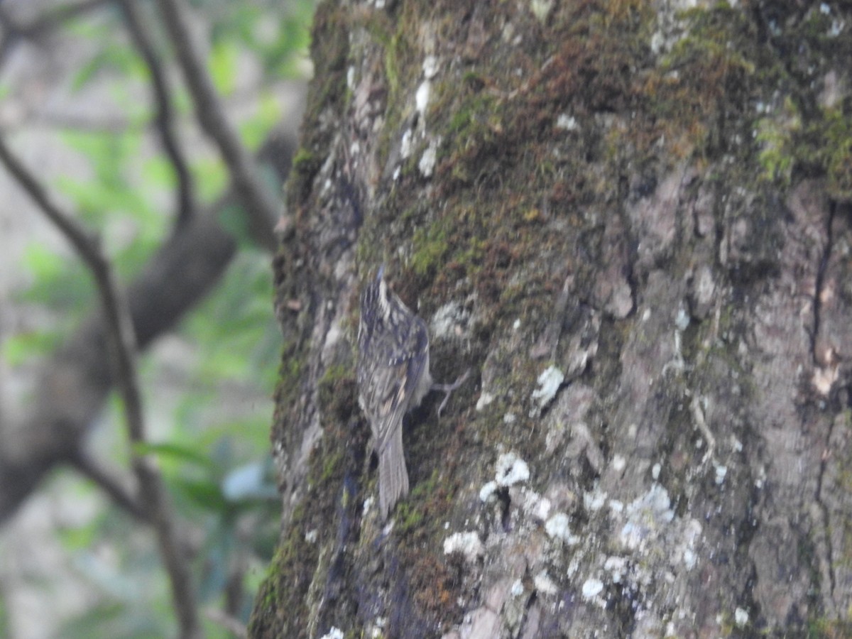 Bar-tailed Treecreeper - ML644148176