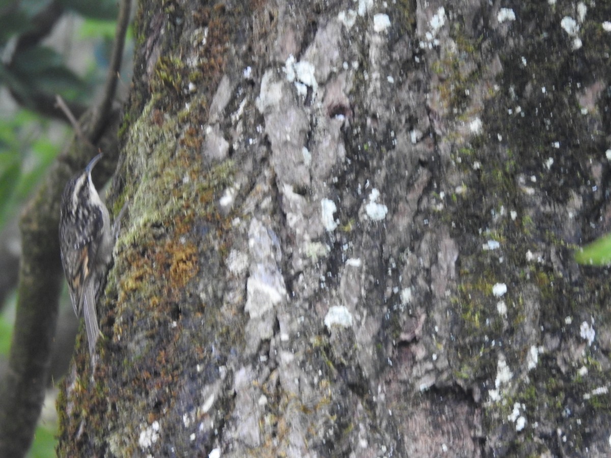 Bar-tailed Treecreeper - ML644148178