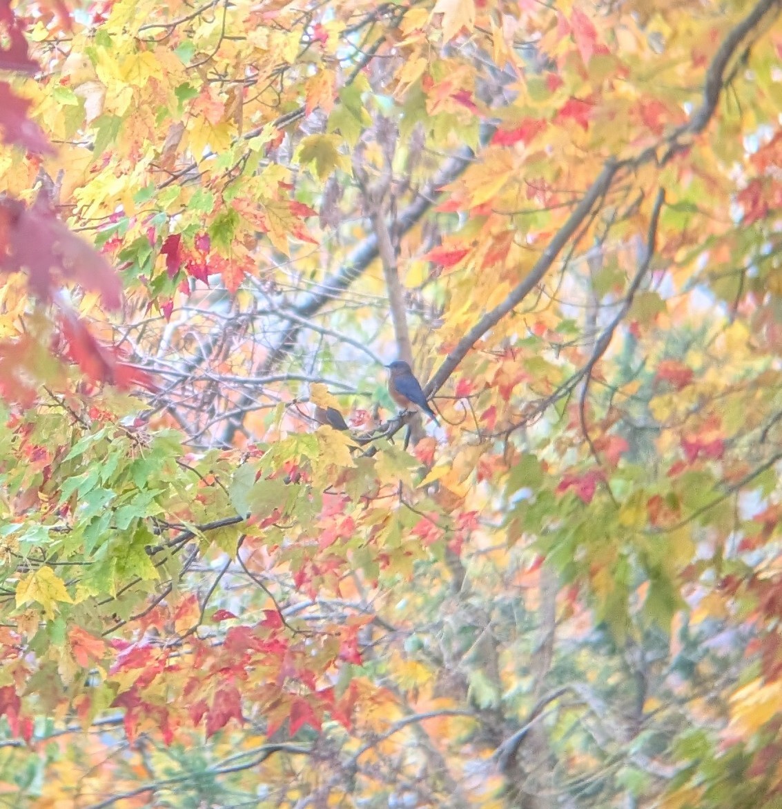 Eastern Bluebird - ML644148182