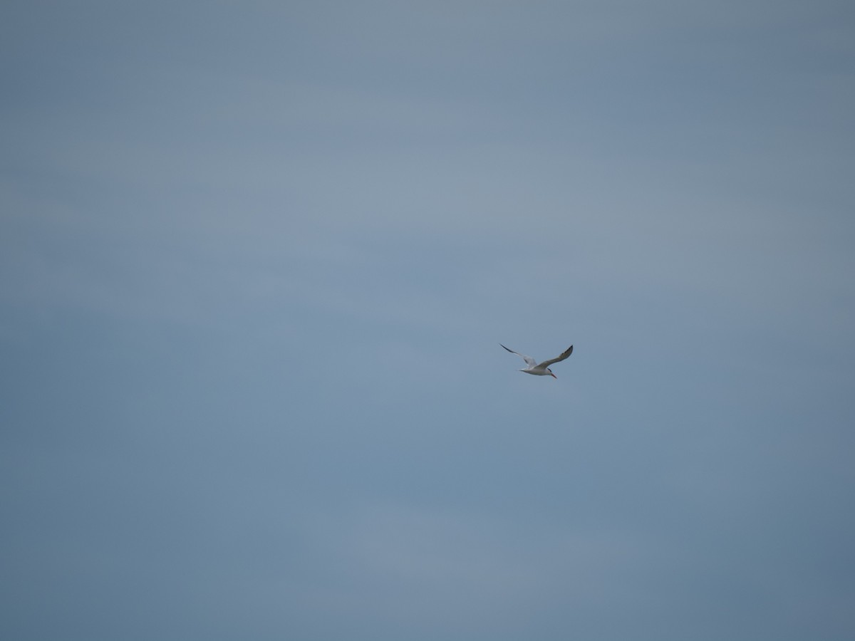 Sterne pierregarin - ML644148187