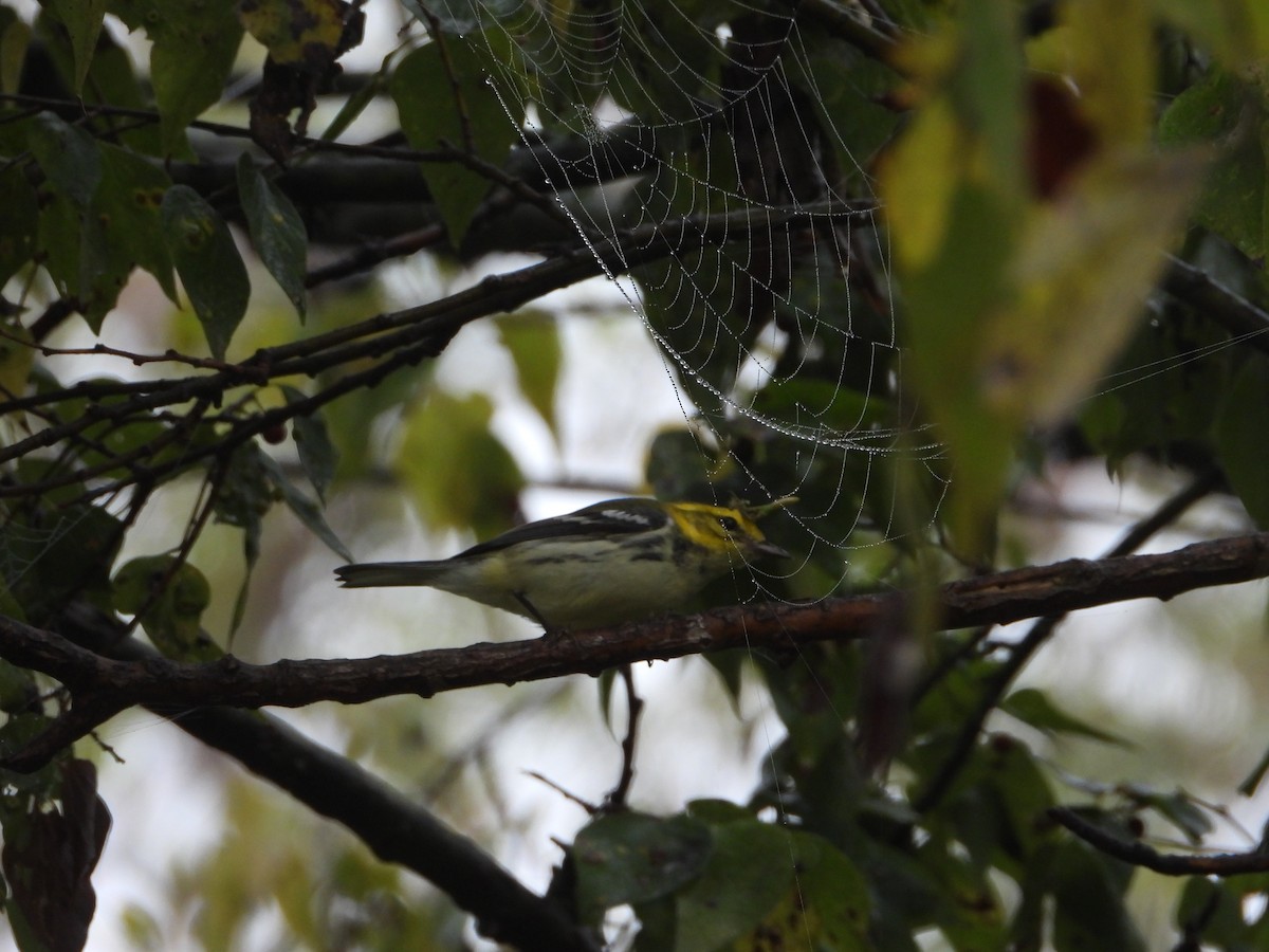 lesňáček proužkoboký - ML644148188