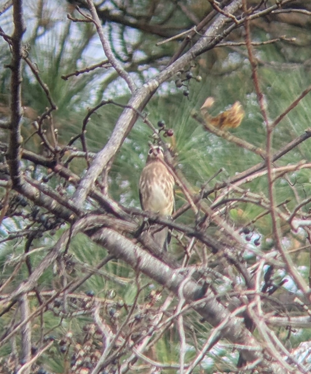 ציצנית אמריקנית - ML644148190