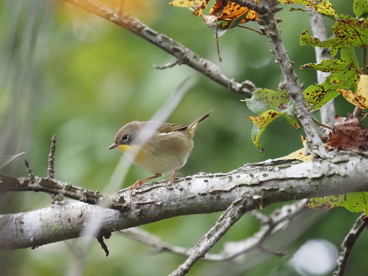 Common Yellowthroat - ML644148195