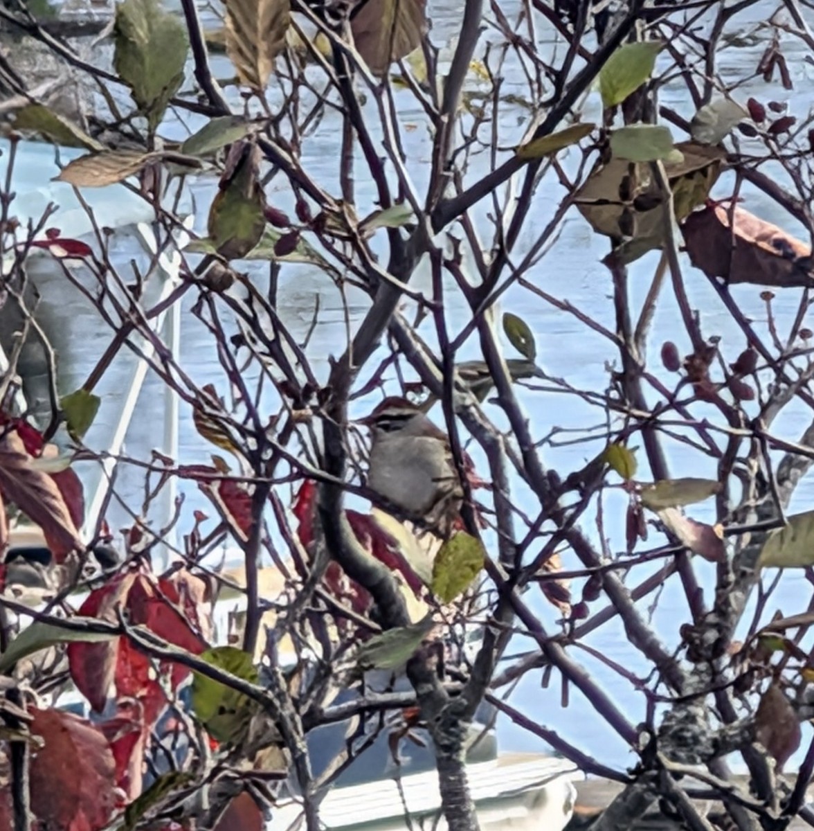 Chipping Sparrow - ML644148197