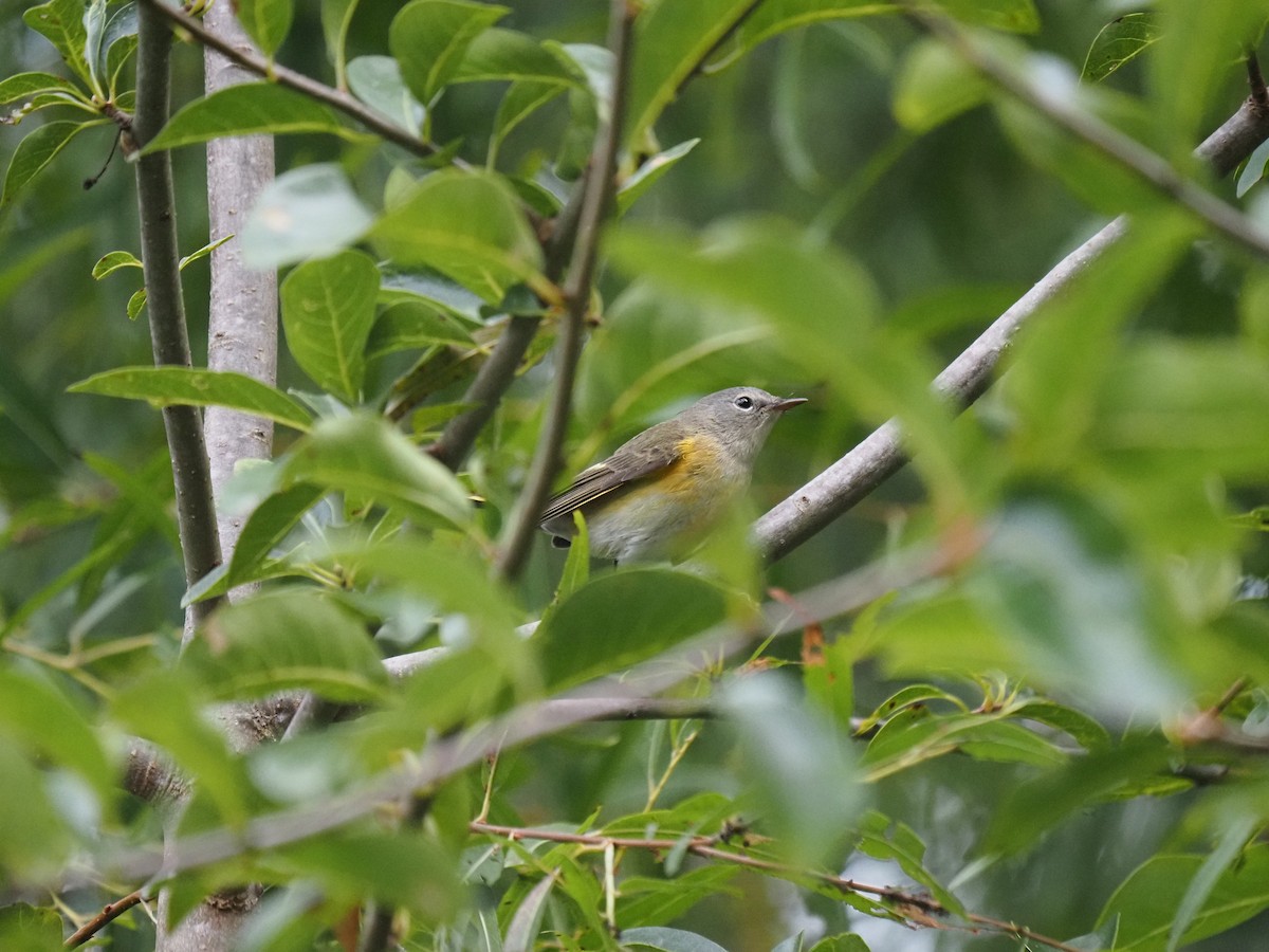 Common Yellowthroat - ML644148198