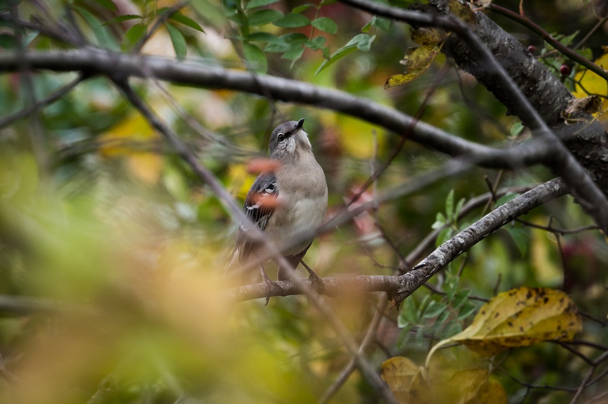 Northern Mockingbird - ML644148200