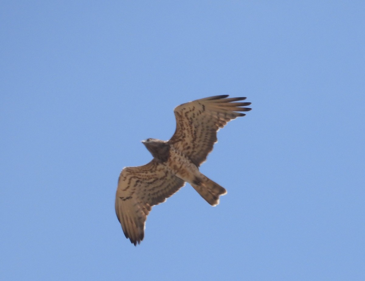 Short-toed Snake-Eagle - ML644148225